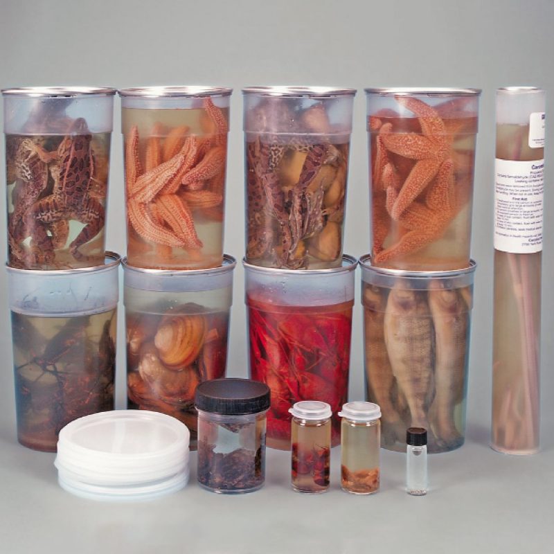 Conjunto de investigación de animales en aula (221262)