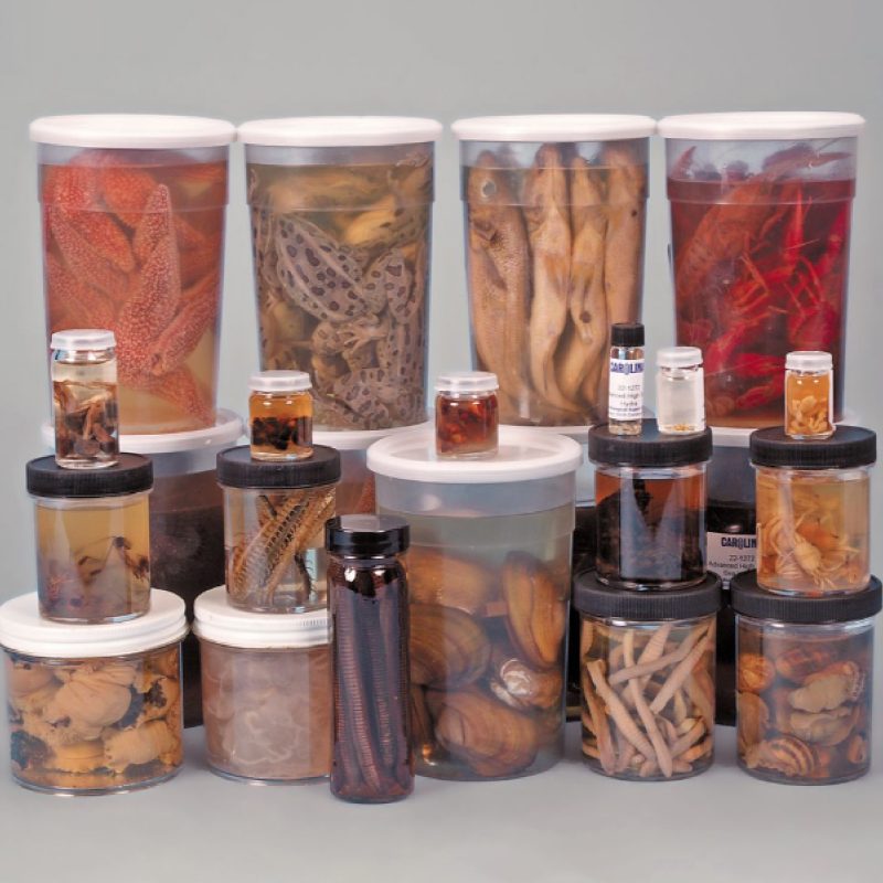 Conjunto de investigación avanzado de animales en aula (221272)