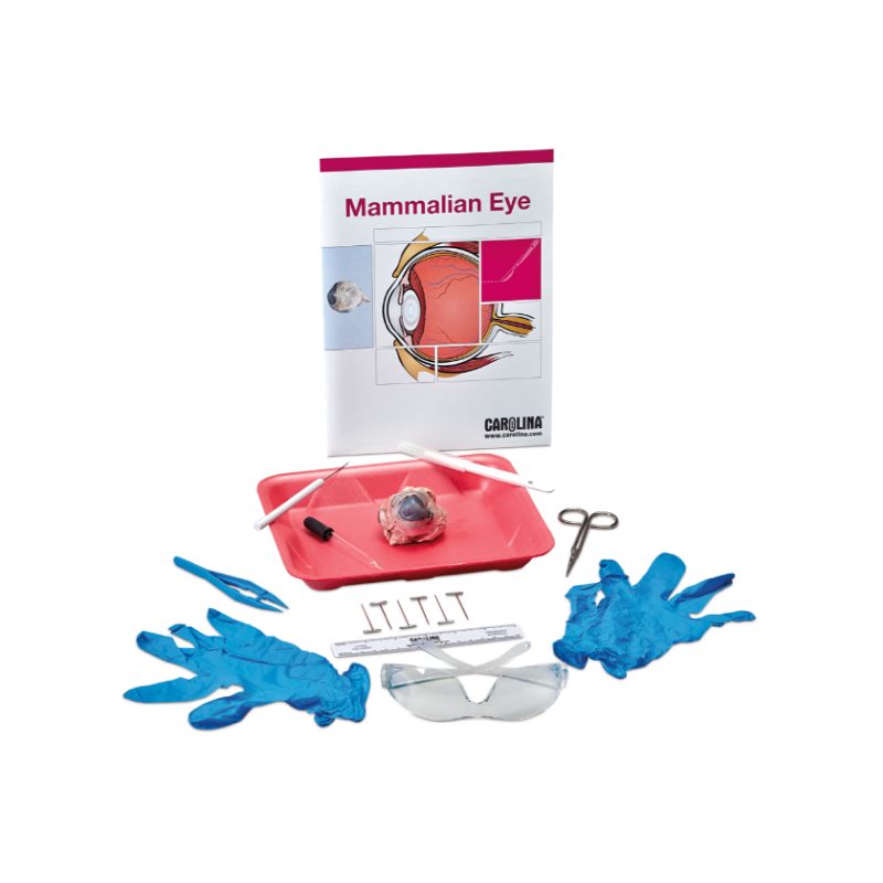 Kit para estudiantes de disección ocular (221310)