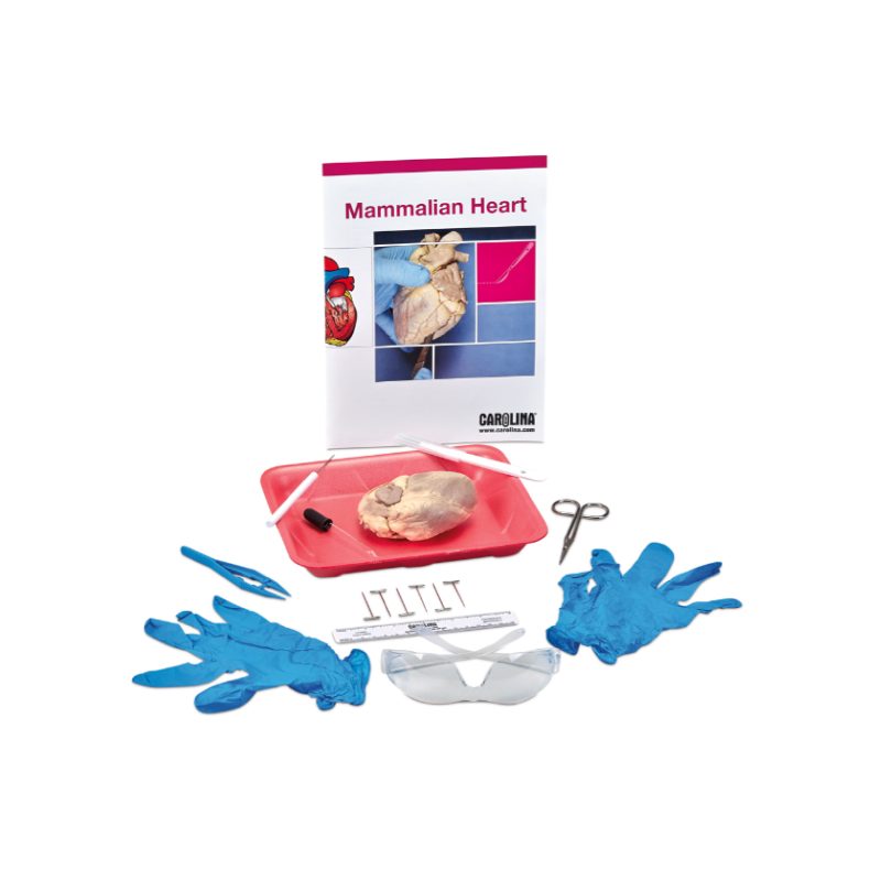 Kit para estudiantes de disección cardíaca (221314)