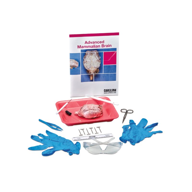 Kit para estudiantes de disección cerebral avanzada (221320)