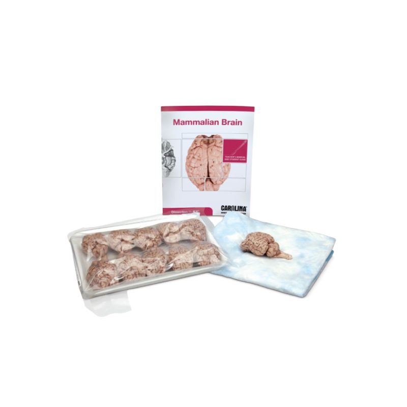 Disección del cerebro de mamíferos BioKit® (221490)