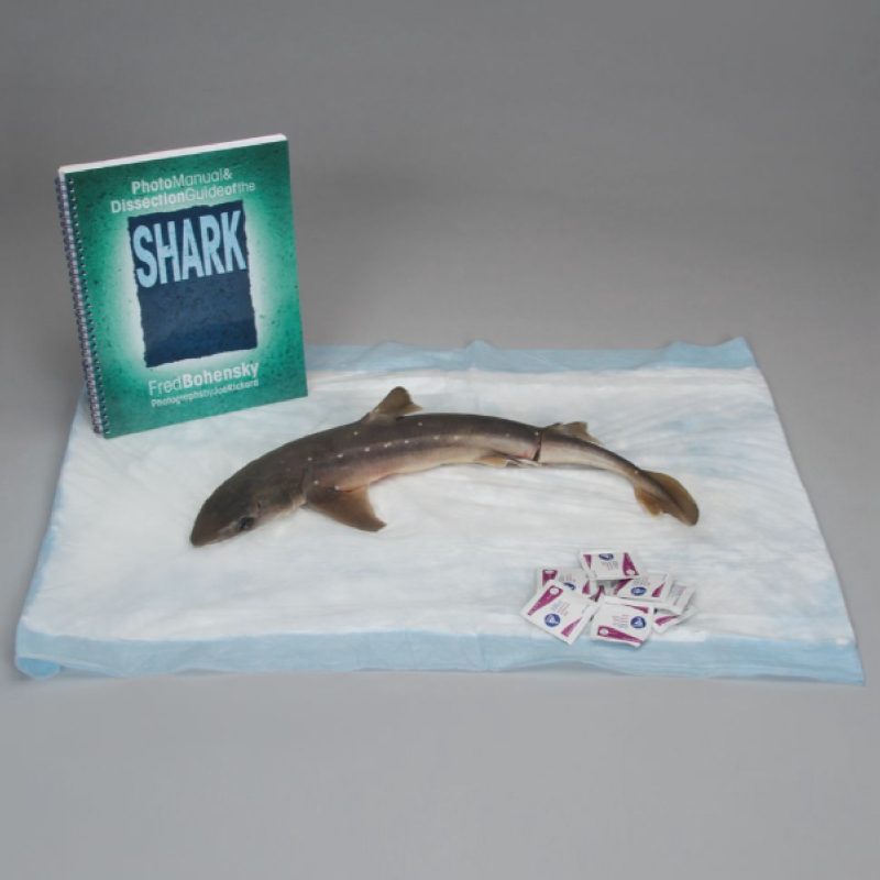 Kit de anatomía de tiburones (221500)