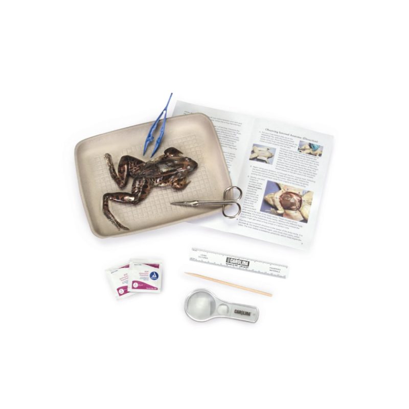 Kit de disección de ranas Young Scientist™ de Carolina (221521)