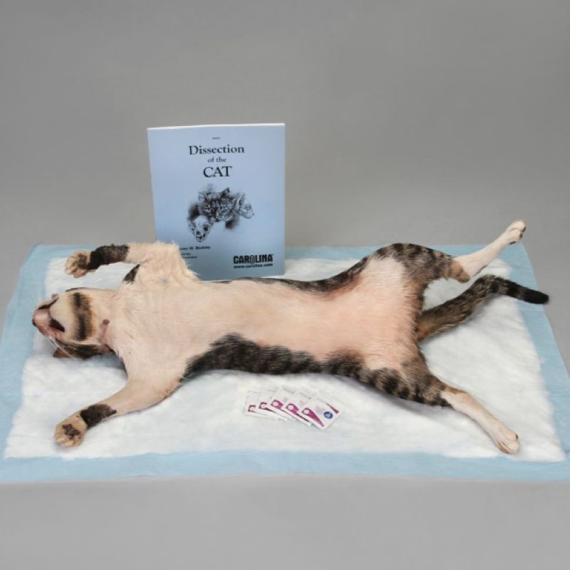 Kits de anatomía del gato (221530)