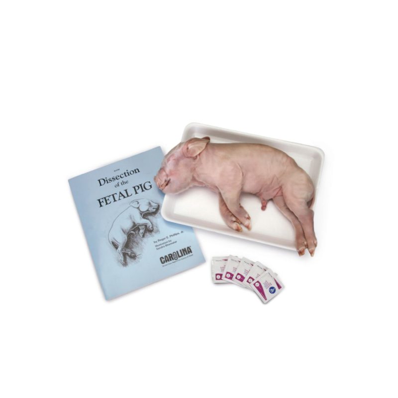 Kit de anatomía del cerdo (221540)