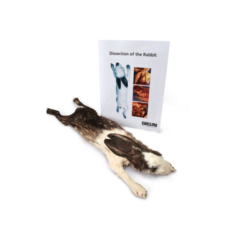 Kit de anatomía de conejo con juego de disección (221570)