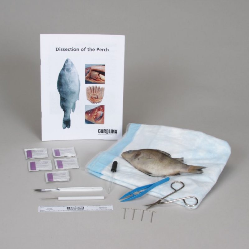 Kit de anatomía de perca con juego de disección (221580)