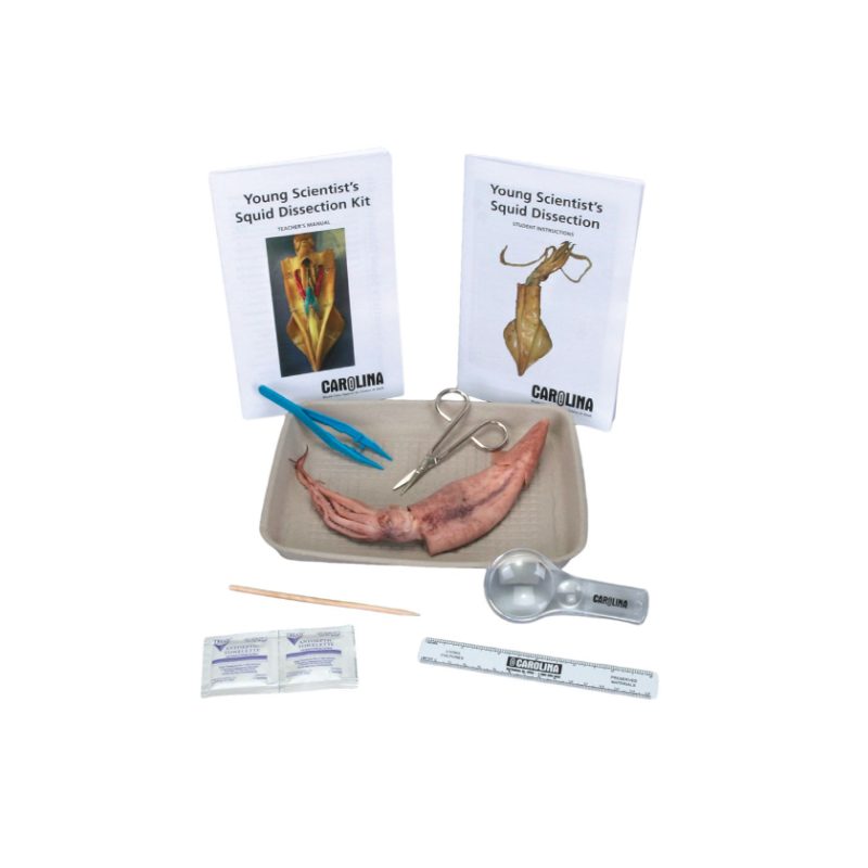 Kit de disección de calamares Young Scientist™ de Carolina (224970)
