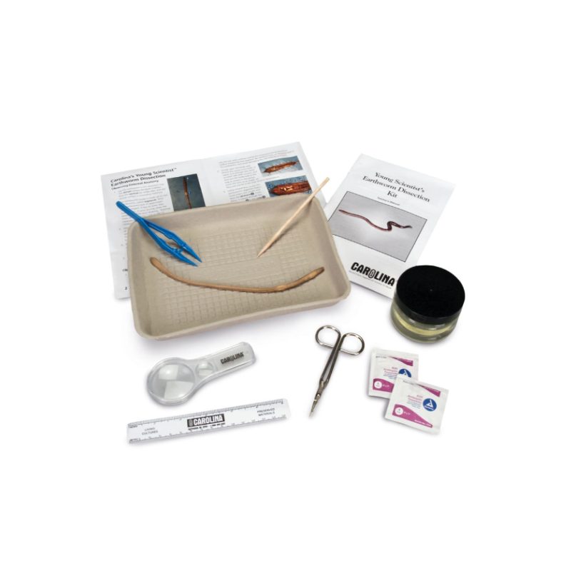 Kit de disección de lombrices de tierra Young Scientist™ de Carolina (225024)