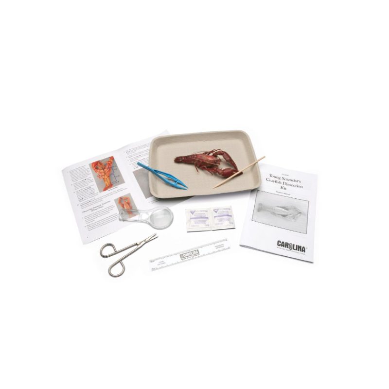 Kit de disección de cangrejos de río Young Scientist™ de Carolina (225299)