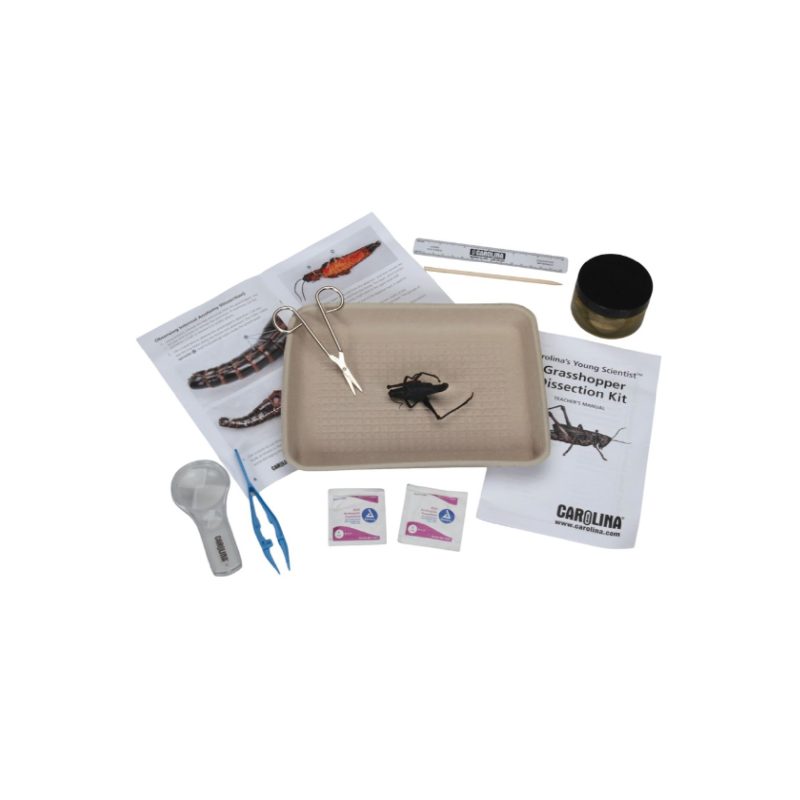 Kit de disección de saltamontes Carolina's Young Scientist™ (225598)