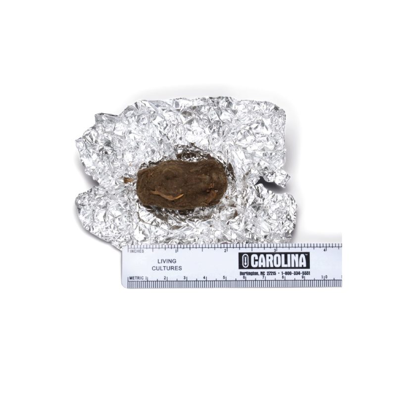 Pellets de búho (227880)