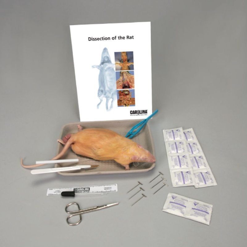 Kit de anatomía de ratas con juego de disección (228345)