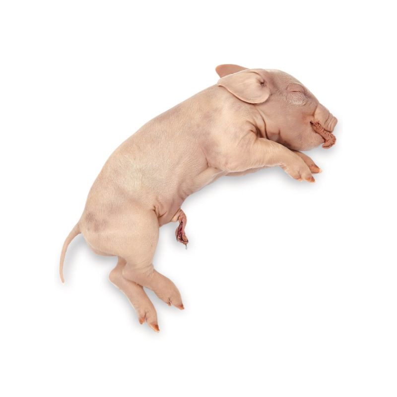 Cerdo conservado en Perfect Solution de Carolina (228384)