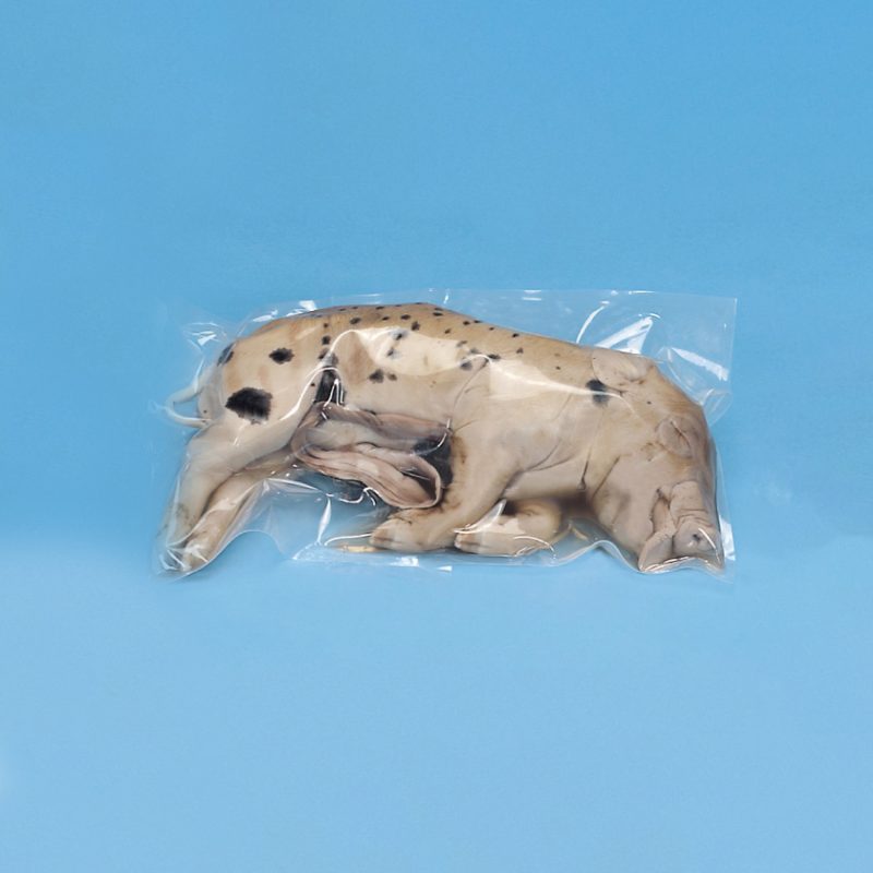 Cerdo conservado en formalina con inyección única para el sistema vascular arterial (228391)