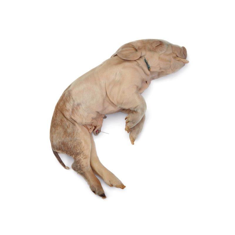 Cerdo conservado en formalina con inyección doble para arterias y venas (228392)