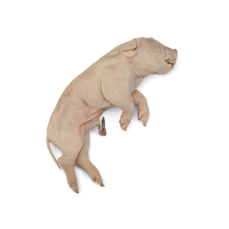 Cerdo conservado en formalina (228398)