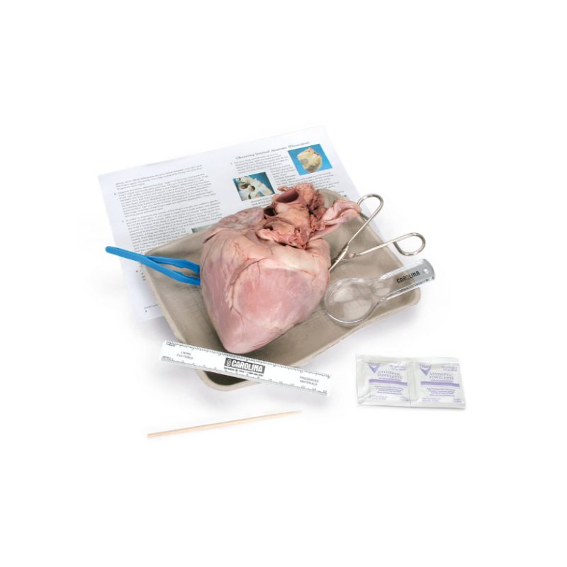 Kit de disección cardíaca Young Scientist™ de Carolina (228557)