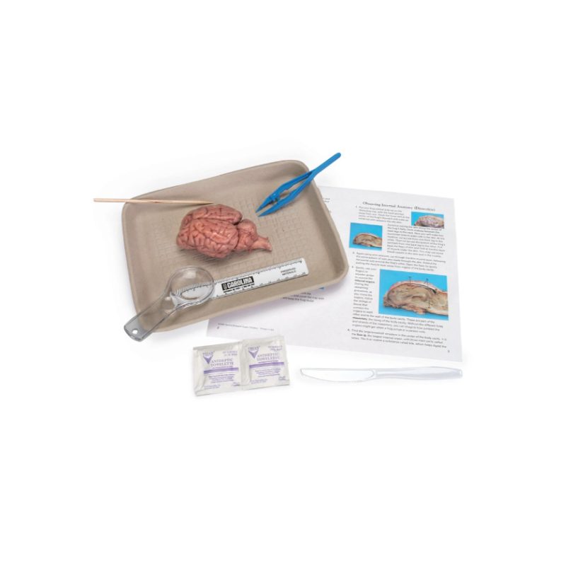Kit de disección cerebral Young Scientist™ de Carolina (228756)