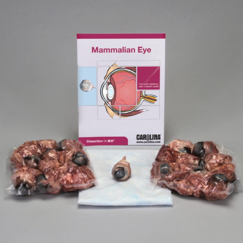 Disección de ojos de mamíferos BioKit® (228905)