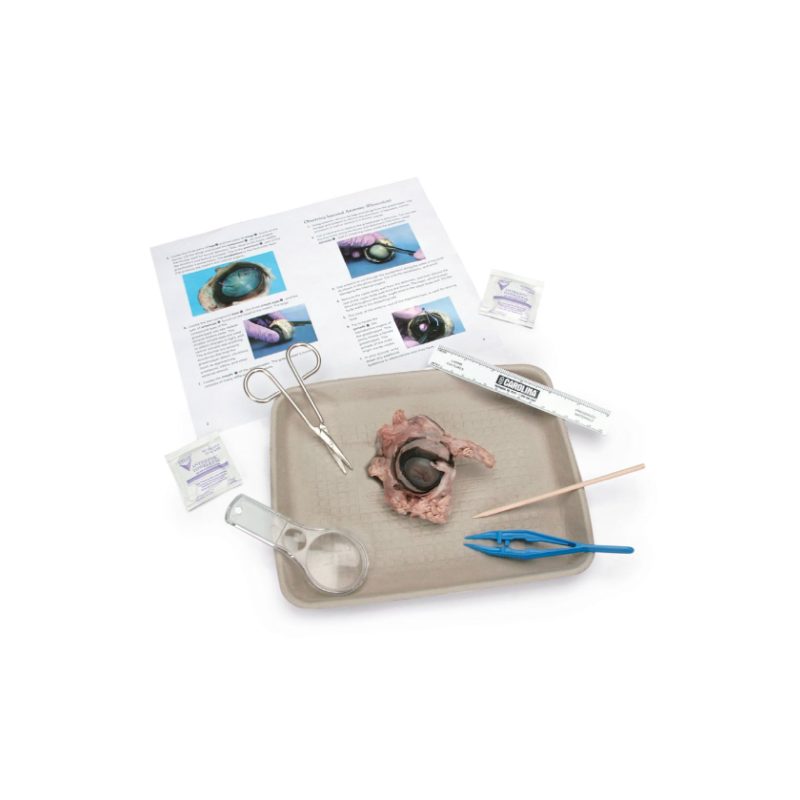 Kit de disección ocular Young Scientist™ de Carolina (228925)