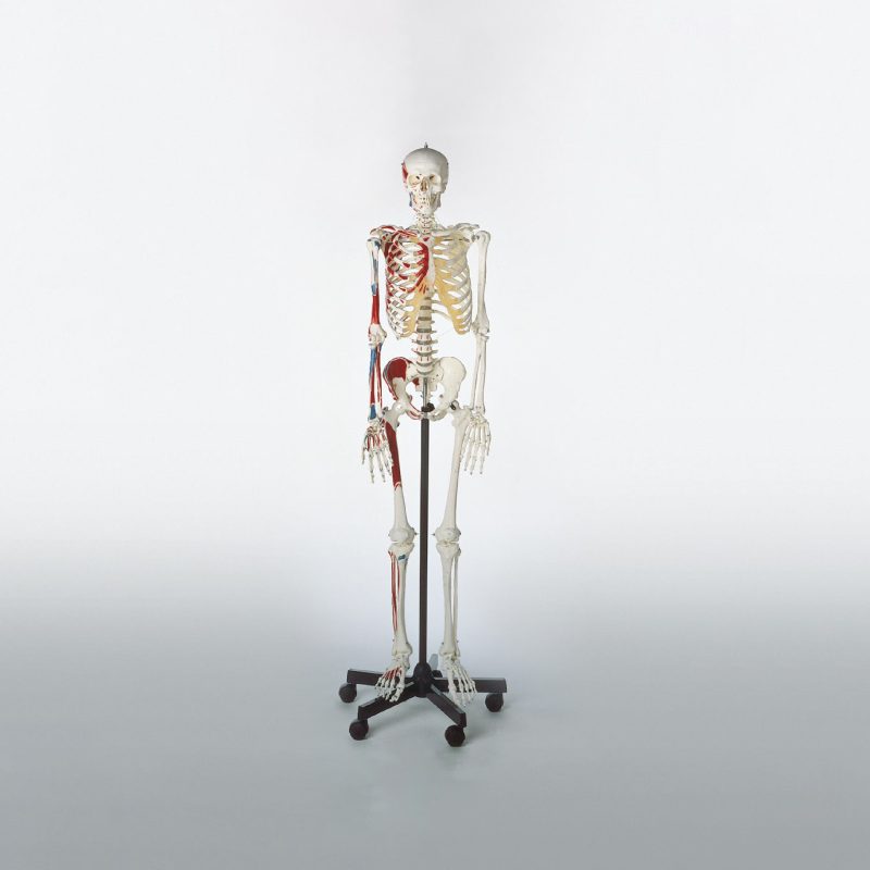 Esqueleto humano con inserciones musculares Somso (246882A)