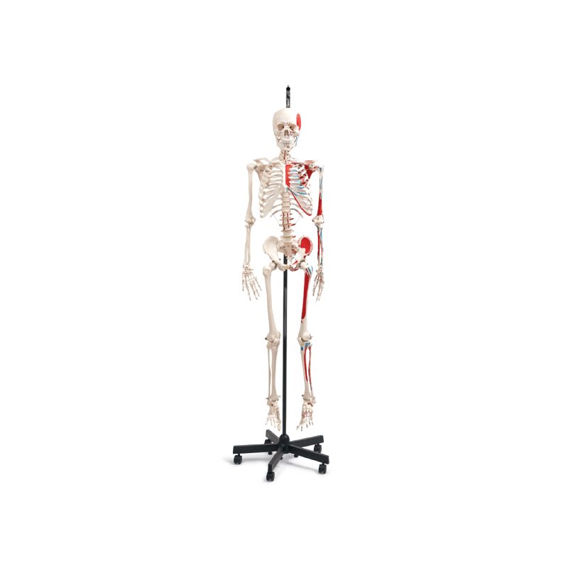 Esqueleto humano con inserciones musculares económicos Altay (246885)
