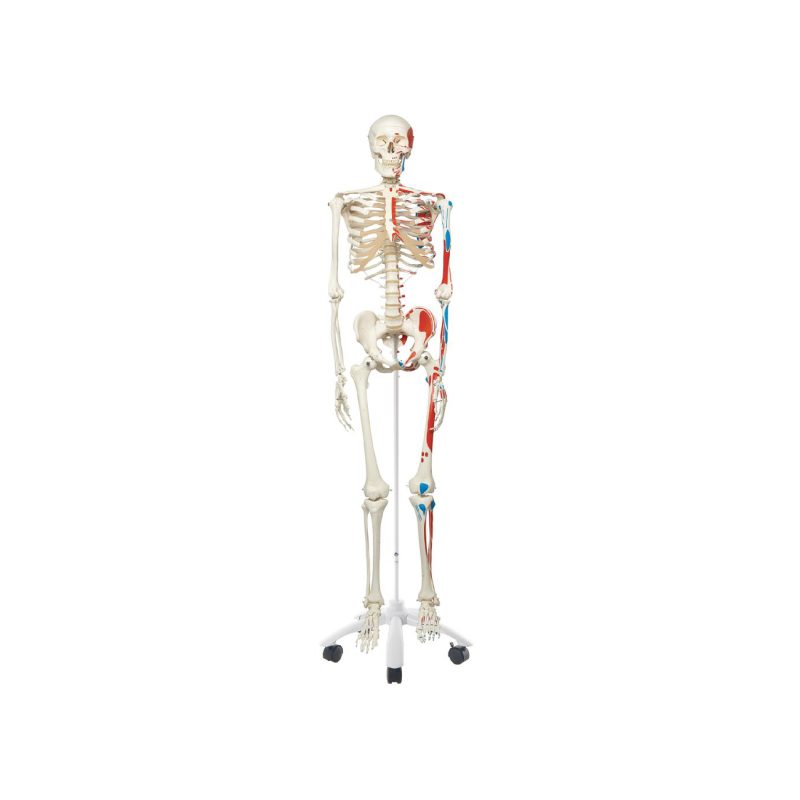 Esqueleto humano con inserciones musculares 3B (246891)