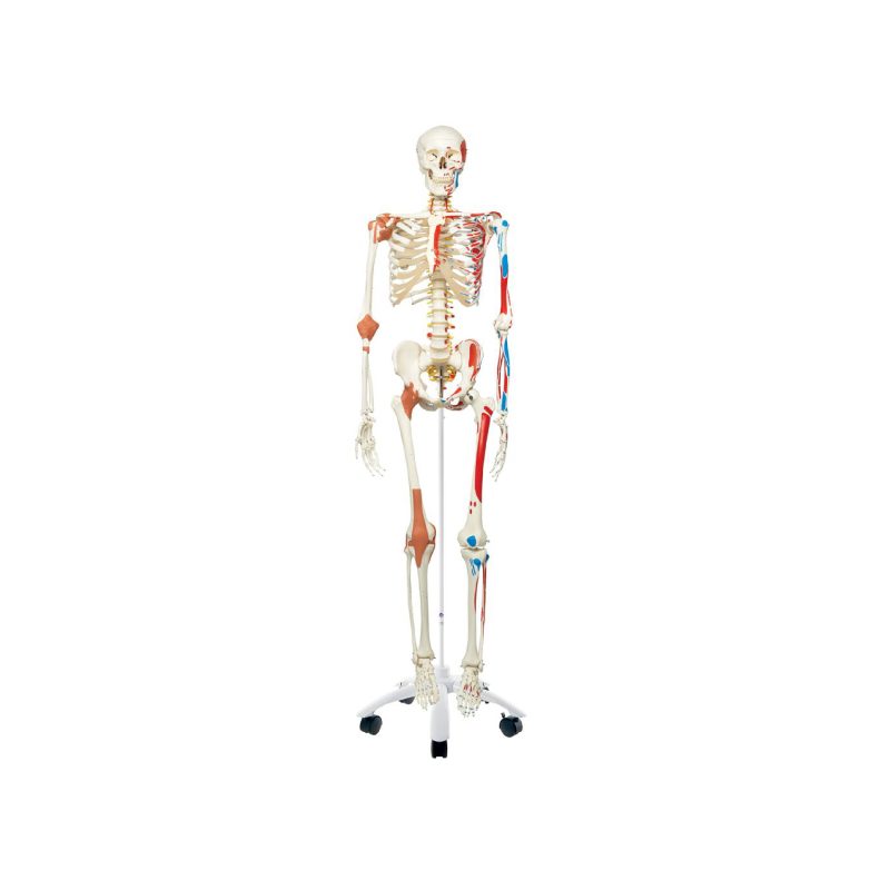 Esqueleto muscular y ligamentoso humano 3B (246896)