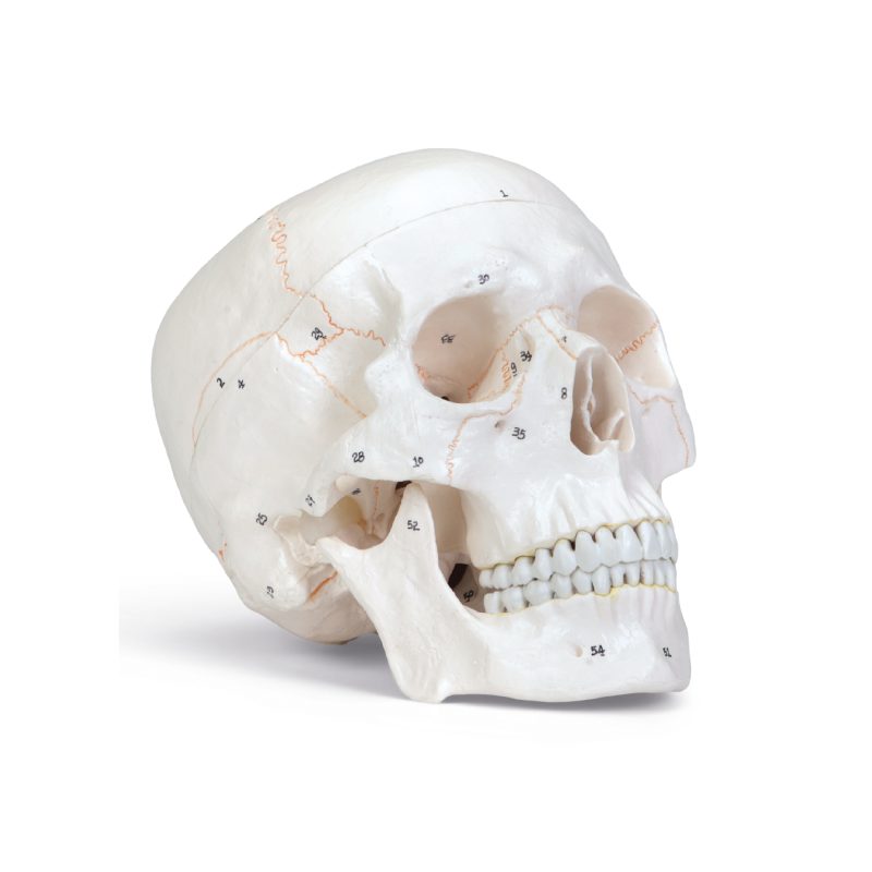 Cráneo humano económico de Altay (246950)