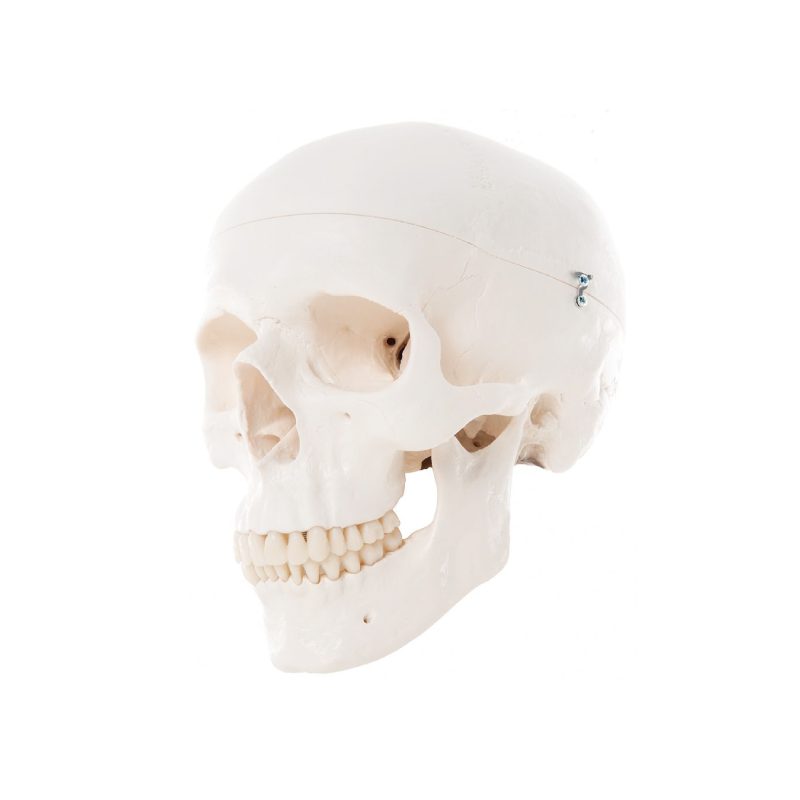 Cráneo humano 3B (246981)