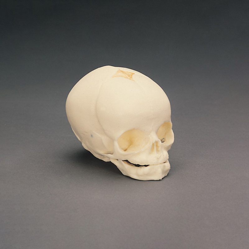 Cráneo fetal humano 3B (247121)