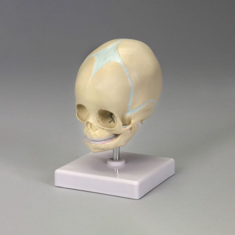 Cráneo fetal de Altay (247122)