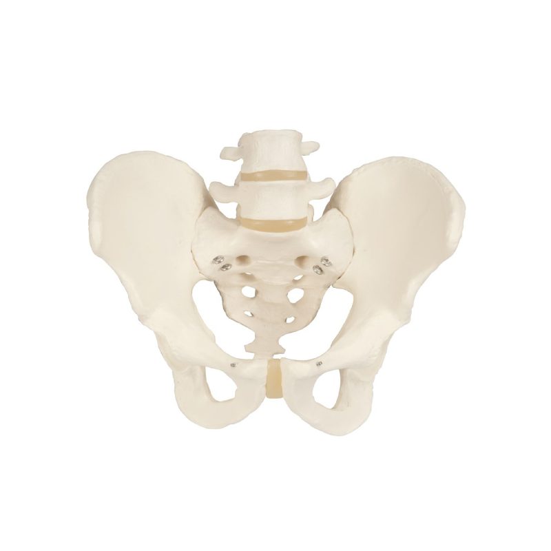 Pelvis masculina humana 3B (247755)