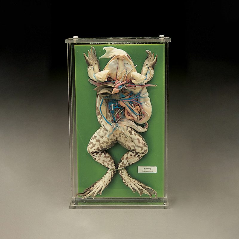 Biosmount inyectado con rana toro (263600)