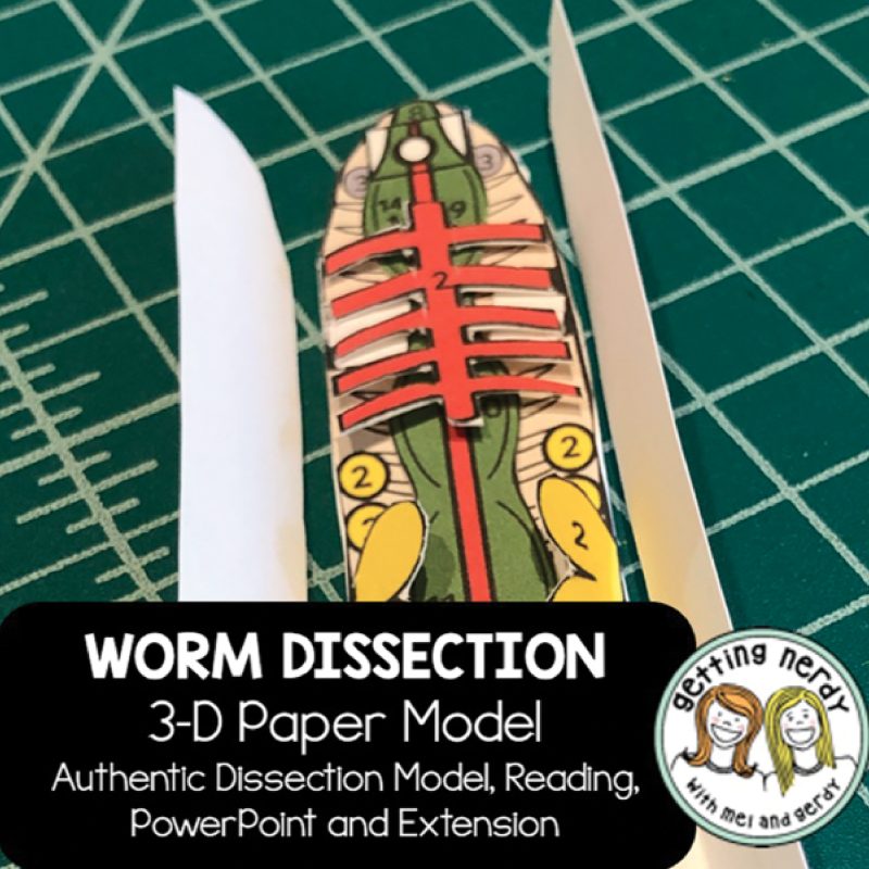 Modelo de disección de papel 3D scienstructable®: Lombriz de tierra (399405)