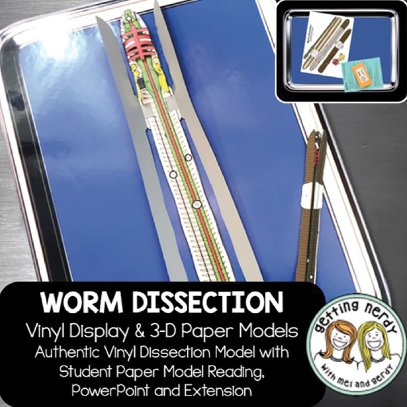 Scienstructable 3D Dissection Model®: Juego de aula digital y manipulativo de vinilo de lombrices de tierra (399406)
