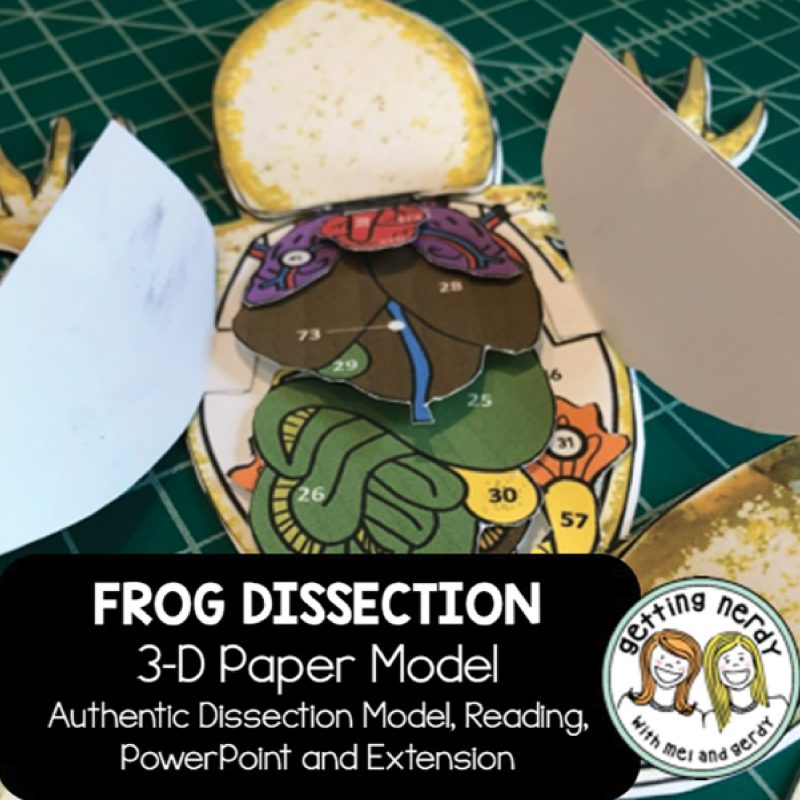 Modelo de disección 3D scienstructable®: Rana (399450)