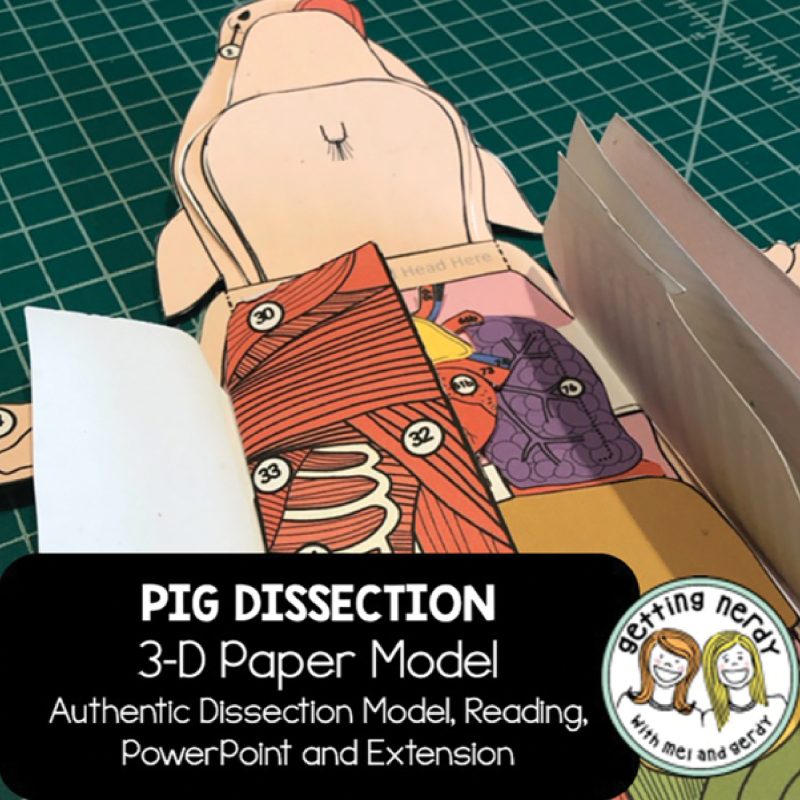 Modelo de disección 3D cienstructable®: Feto de cerdo (399470)