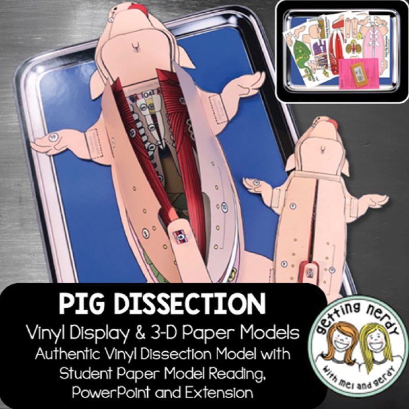 Juego de aula digital y manipulativo de vinilo fetal de cerdo (399471)