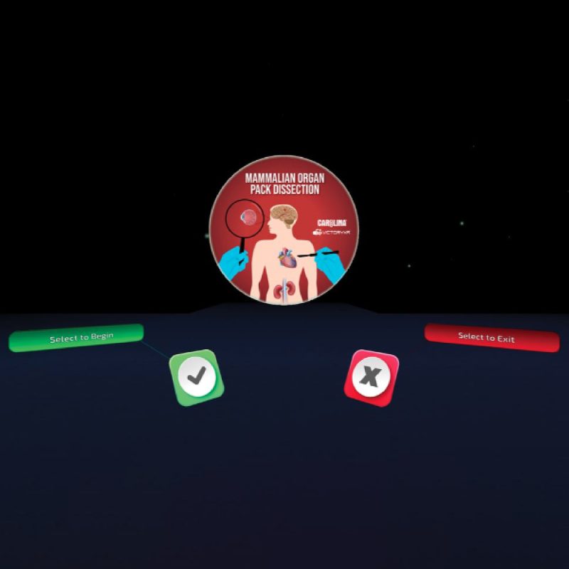 Disección digital: Órganos de mamíferos licencia para el aula (399601)