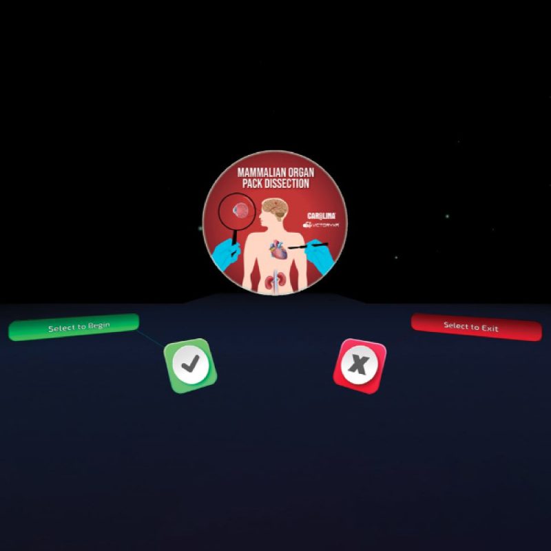 Disección digital: Órganos de mamíferos licencia de sitio (399602)