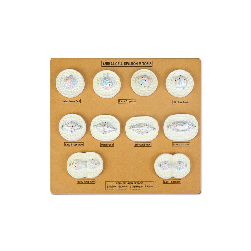 Conjunto de modelos de mitosis de células animales Eisco® (561611)
