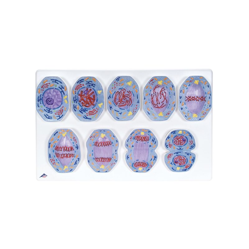 Set de modelos de mitosis de células animales 3B® (561612)