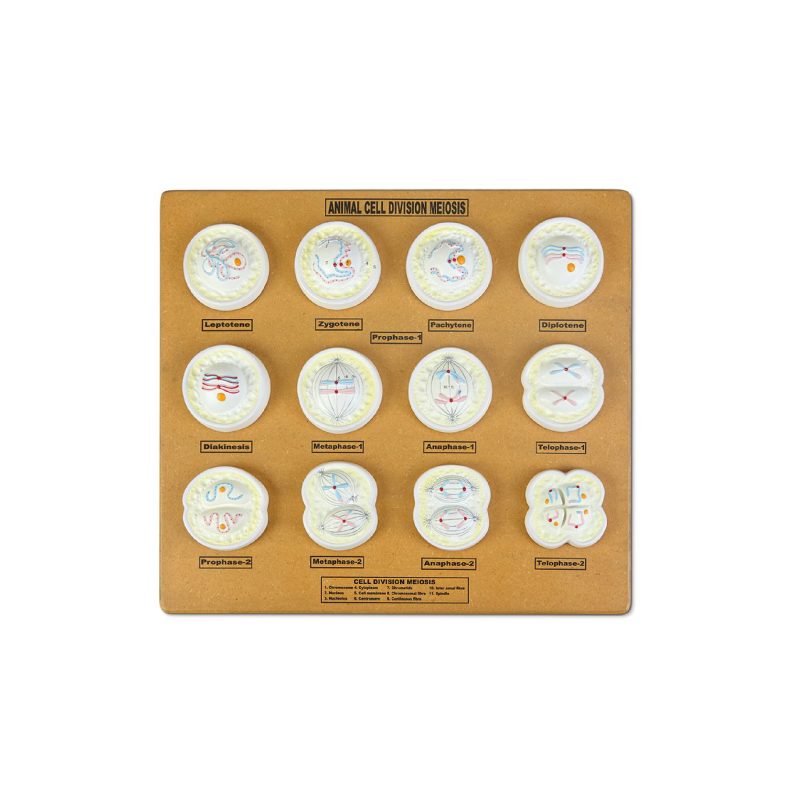 Conjunto de modelos de meiosis de células animales Eisco® (561615)