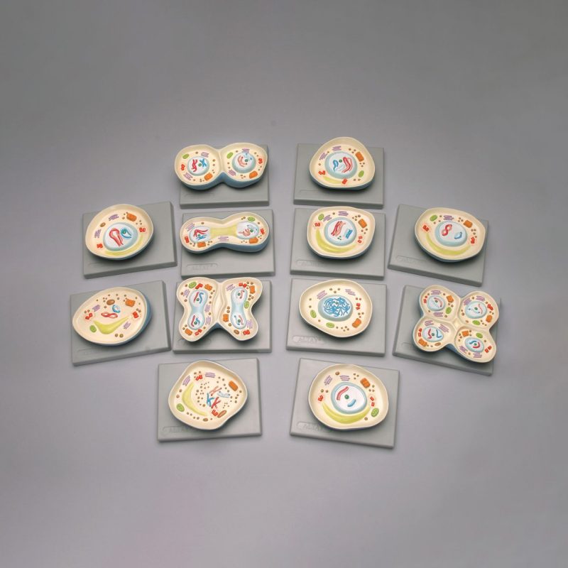Conjunto de modelos de meiosis de células animales de Altay® (561618)