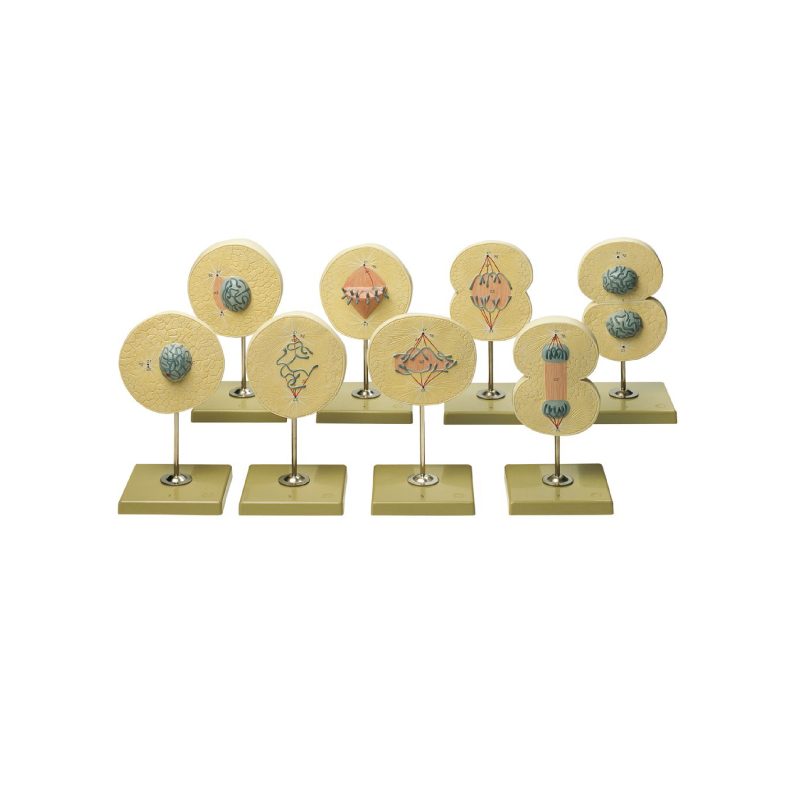 Conjunto de modelos de mitosis animal Somso (561624)