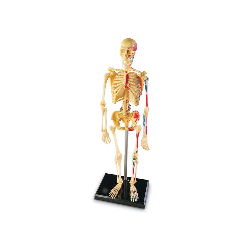 Modelo de esqueleto de anatomía humana (566001)