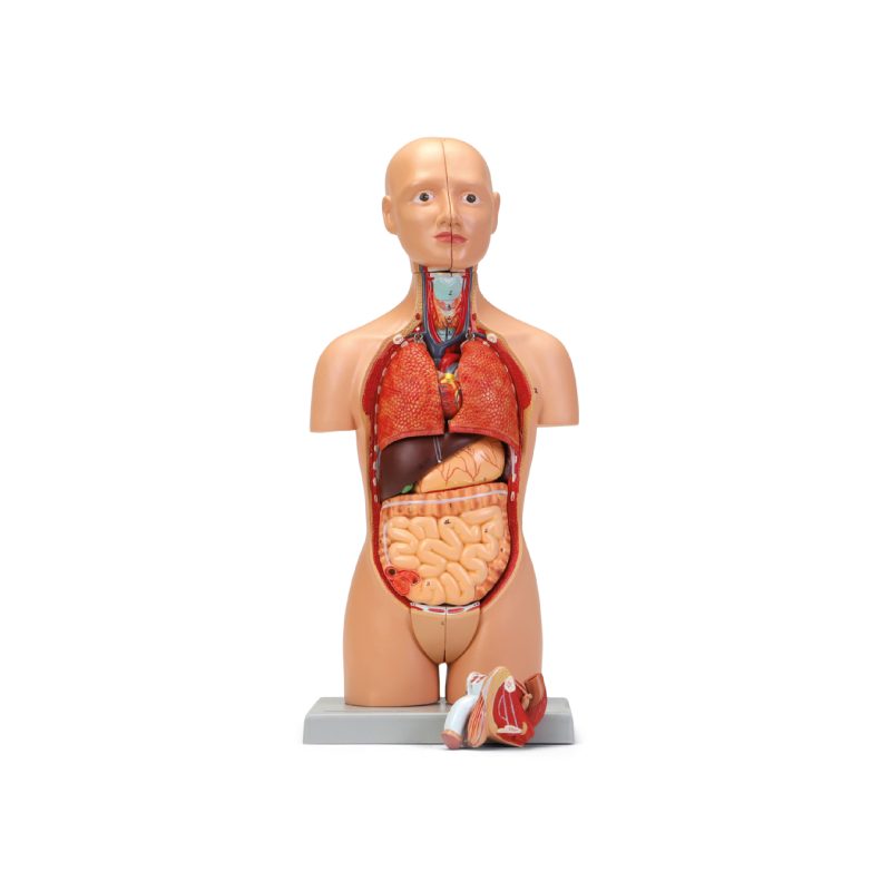 Modelo de torso en miniatura humano de doble sexo Altay® (566523)